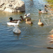Duck Pond